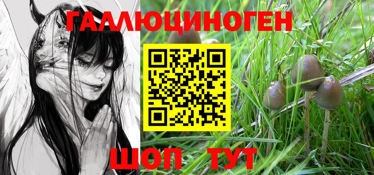 Галлюциногенные грибы Psilocybine cubensis Луховицы